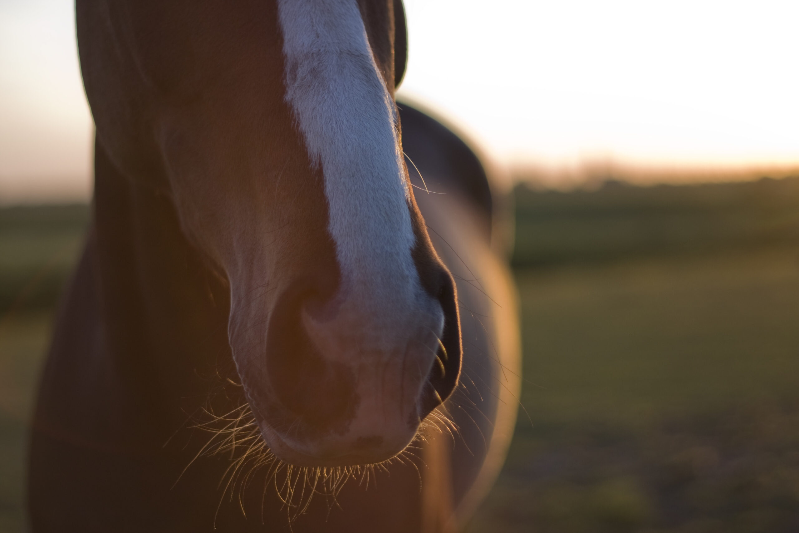 Paardenfoto door Denise Boelhouwer