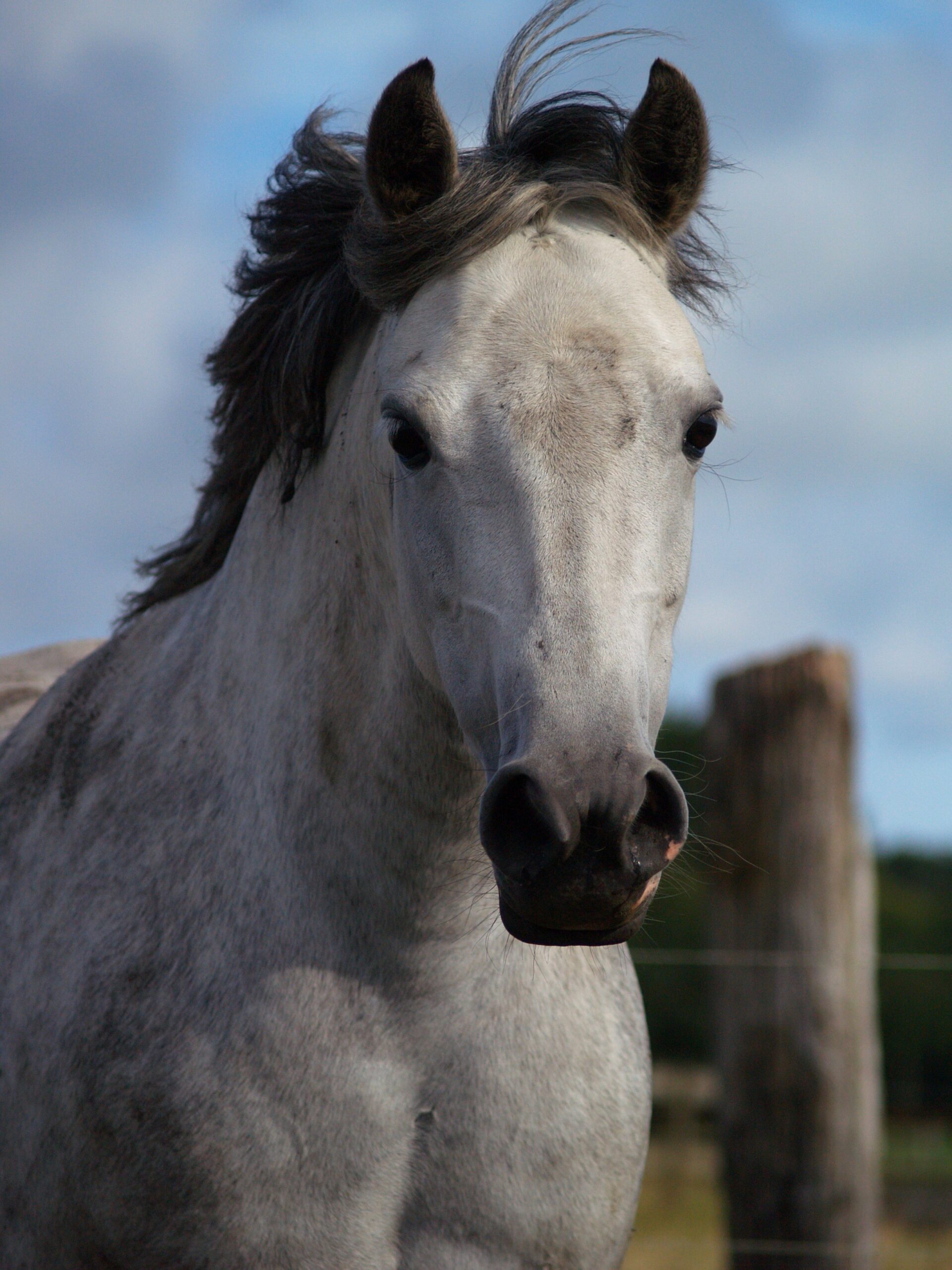 Paardenfoto door Denise Boelhouwer